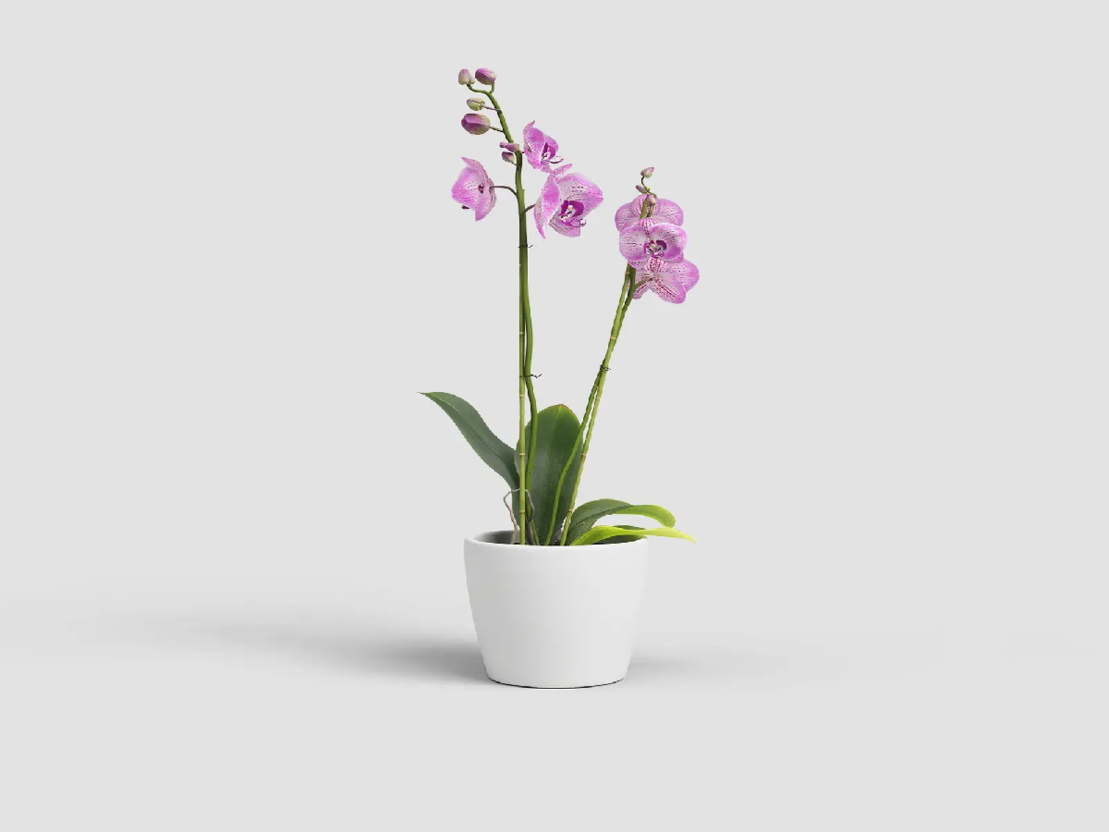 Květináč THALIA, na orchidej, 14cm, keramika, bílá|WHITE|Artevasi