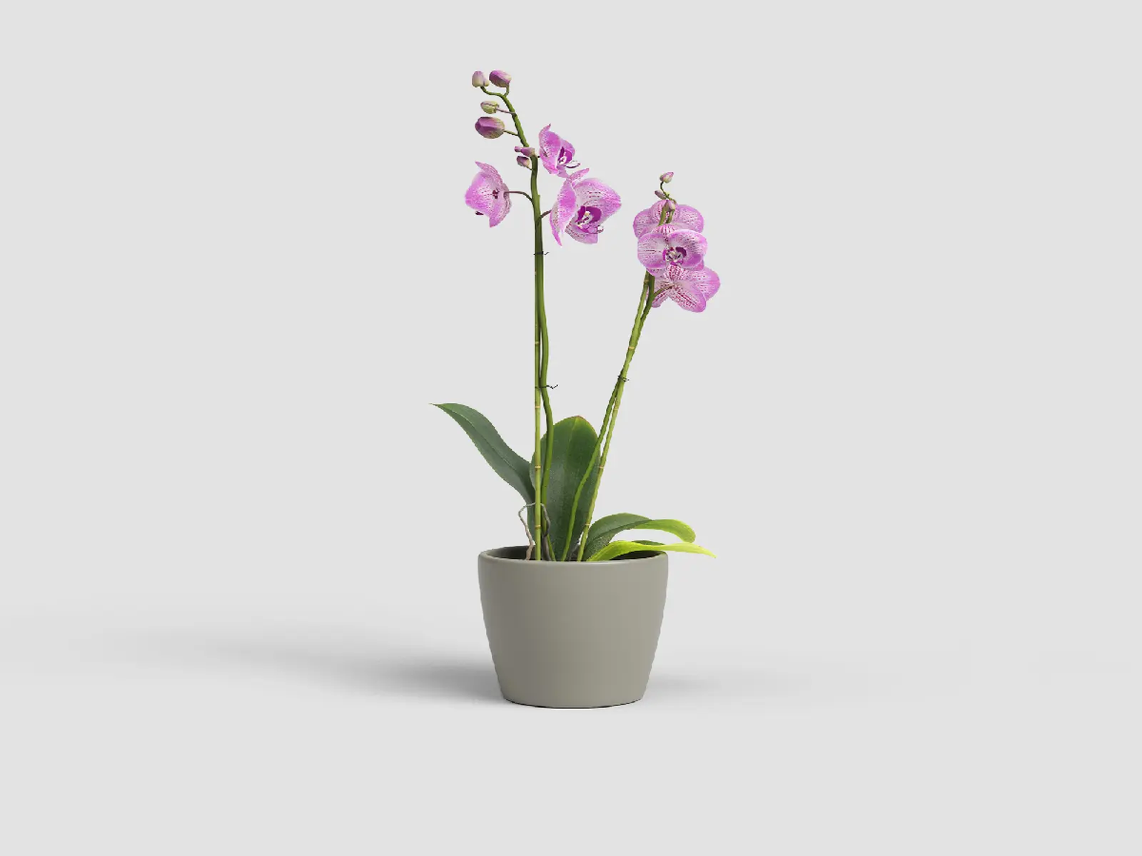 Květináč THALIA, na orchidej, 14cm, keramika, šedá (DOPRODEJ)|TAUPE (DOPRODEJ)|Artevasi