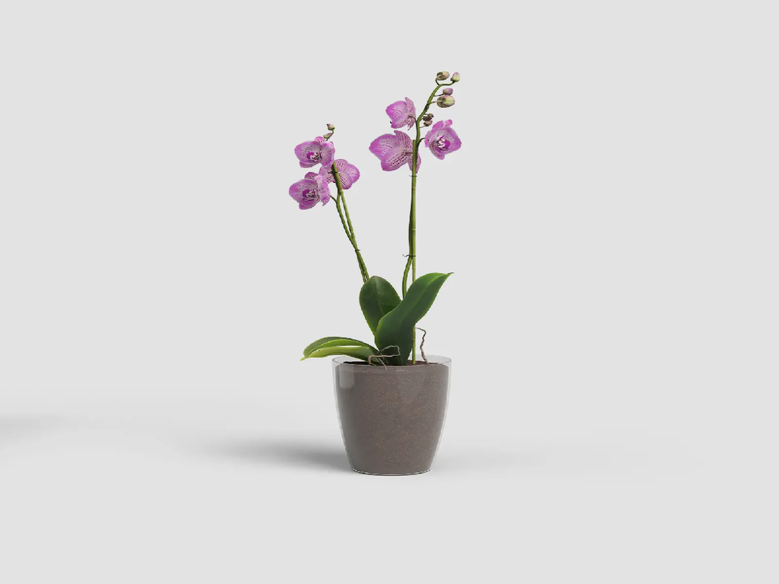 Květináč FIJI, na orchidej, 12,5cm, plast, čirá|TRANSPARENT|Artevasi