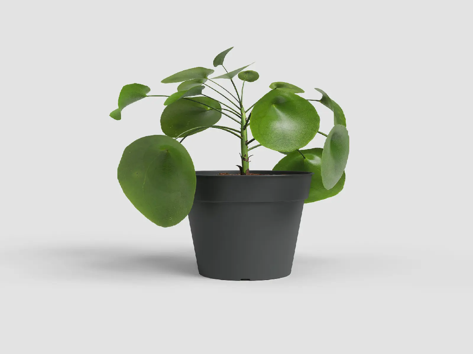 Květináč MADAGASCAR, 13cm, plast, tm.šedá|ANTHRACITE|Artevasi