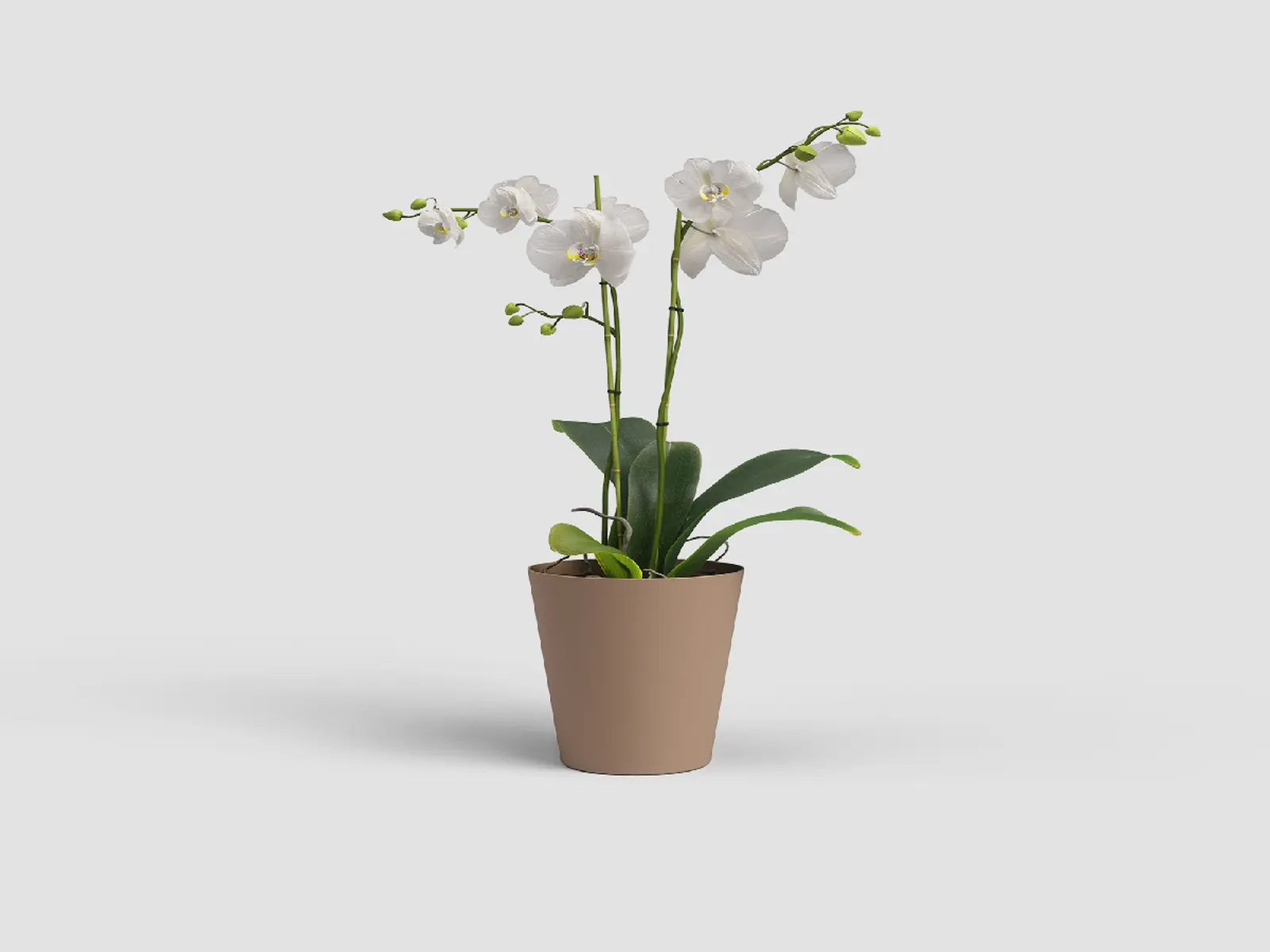 Květináč PORTO, na orchidej, 15cm, plast, tm.béžová (DOPRODEJ)|DARK BEIGE (DOPRODEJ)|Artevasi