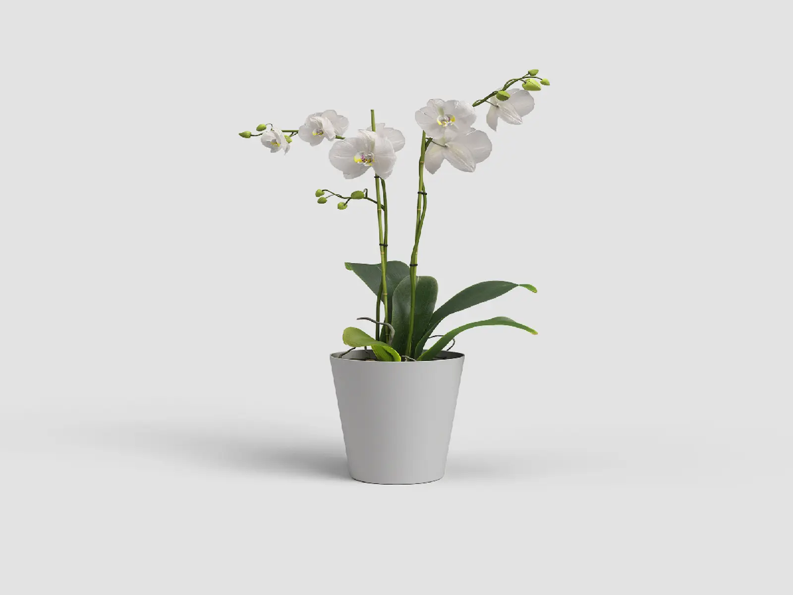Květináč PORTO, na orchidej, 15cm, plast, sv.šedá|LIGHT GREY|Artevasi