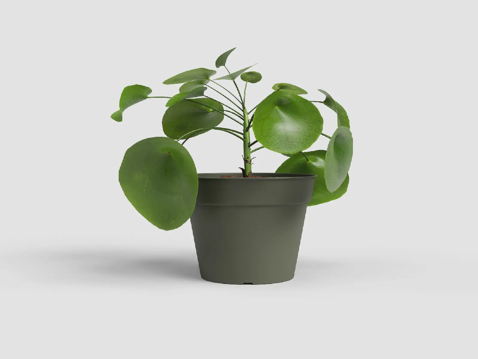 Květináč MADAGASCAR, 15cm, plast, zelená|DRY GREEN|Artevasi