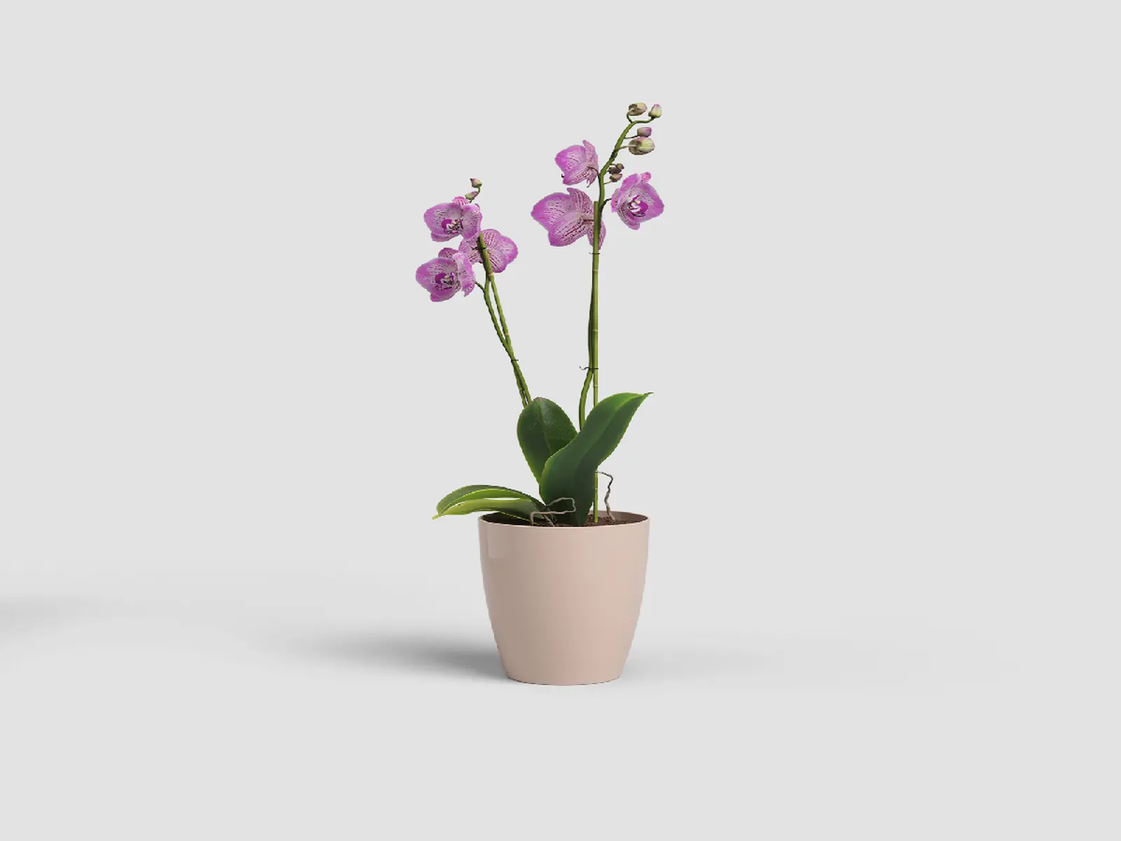 Květináč FIJI, na orchidej, 12,5cm, plast, růžová|NUDE PINK|Artevasi