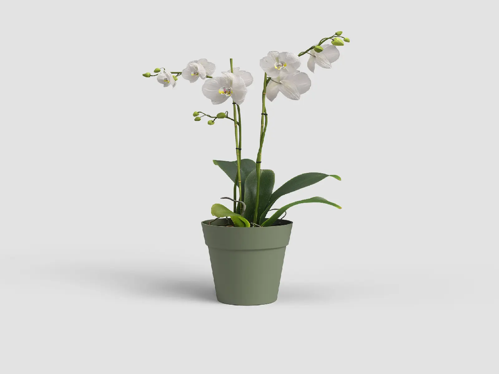 Květináč CAPRI, na orchidej, 15cm, plast, zelená|ASH GREEN|Artevasi